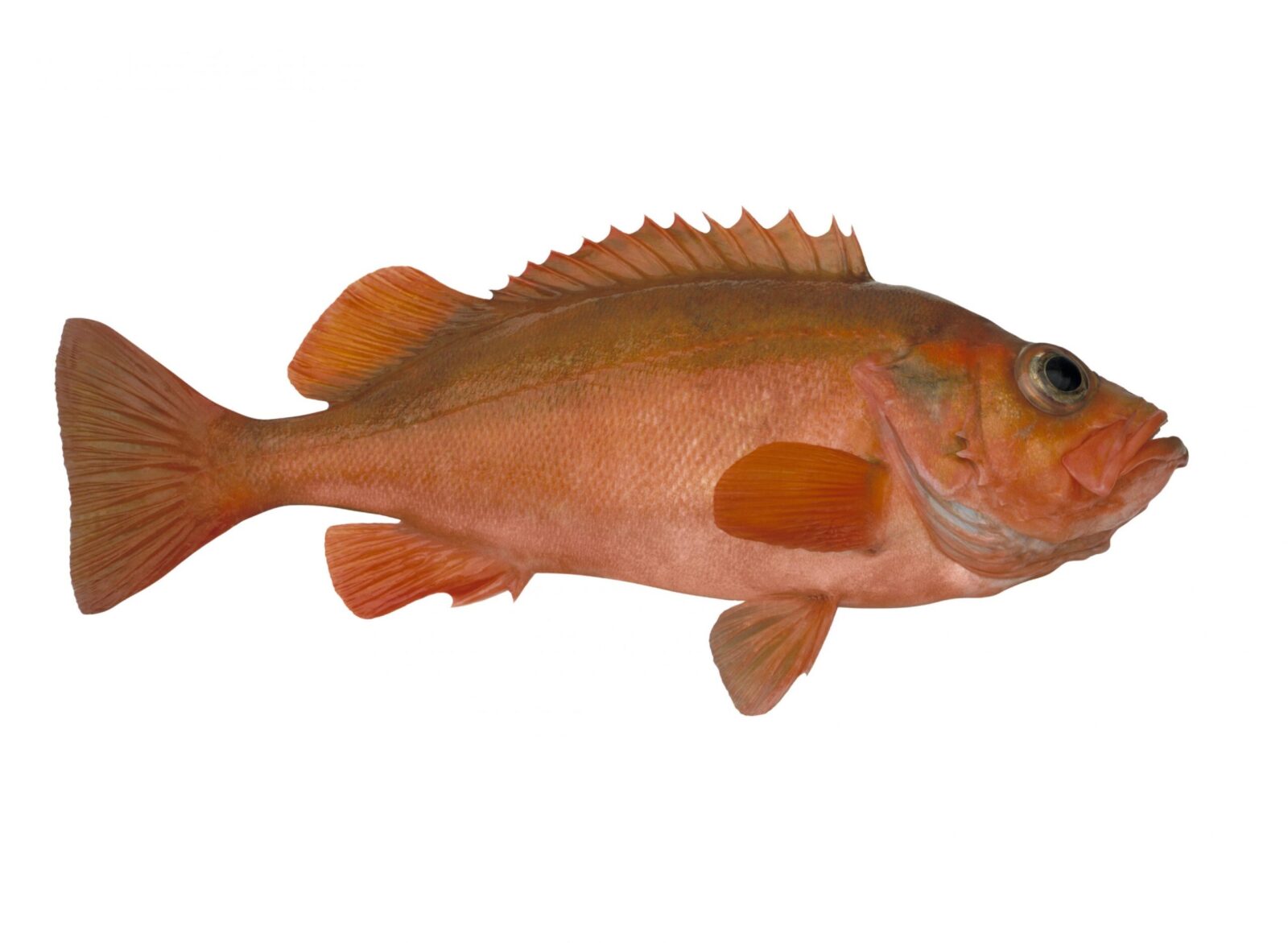 Product – Redfish