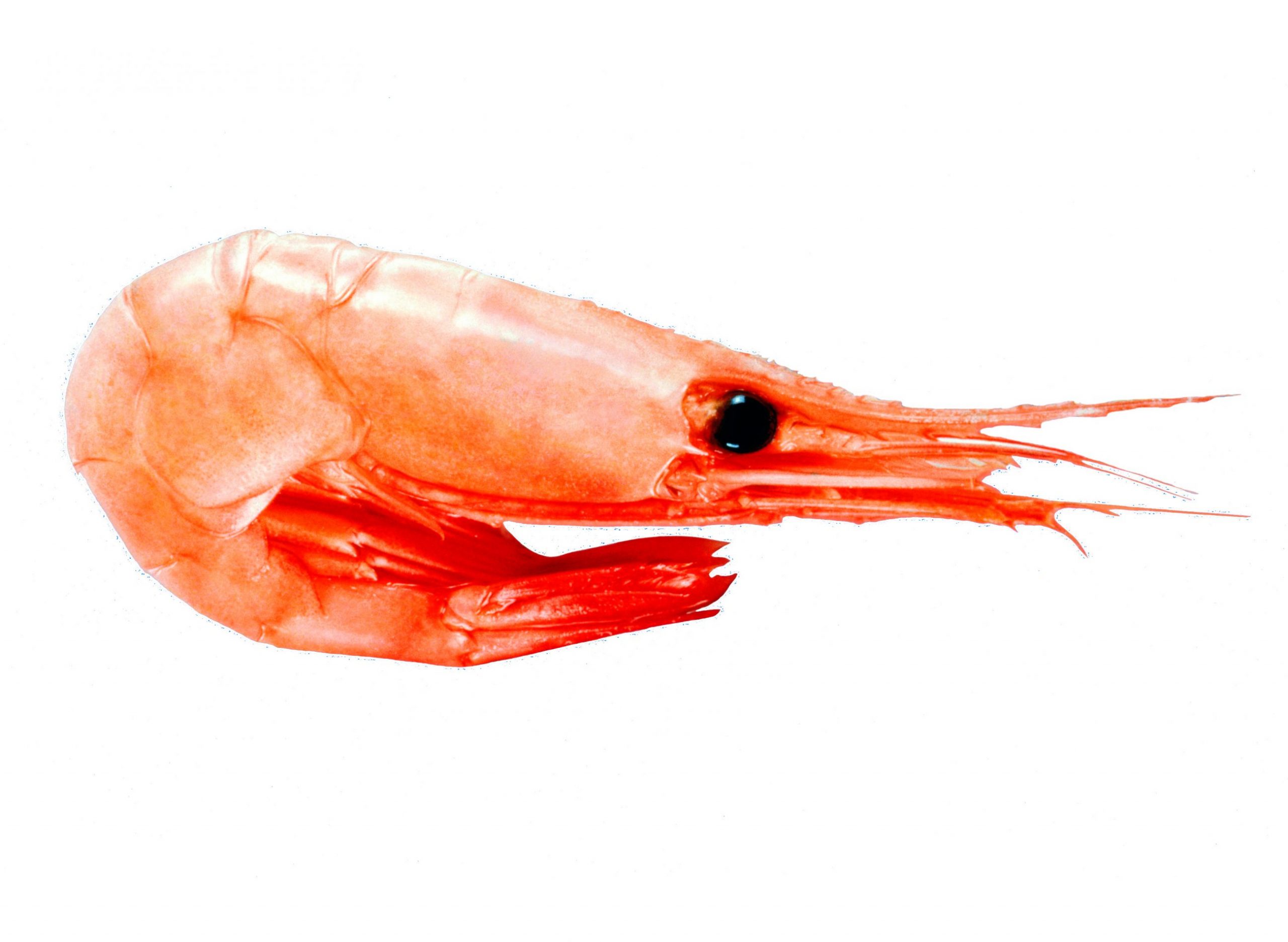 Product – Shrimp