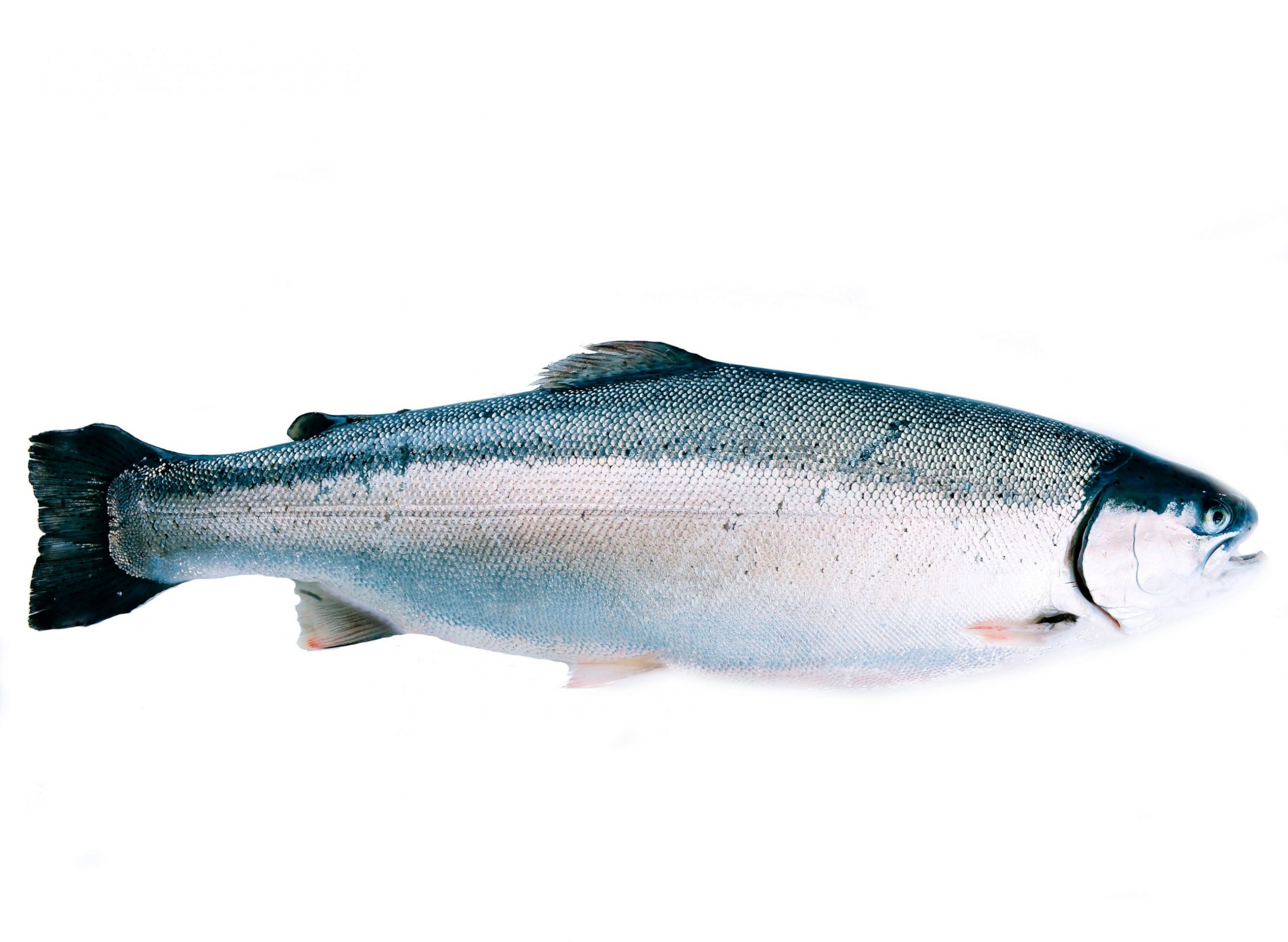 Product – Trout